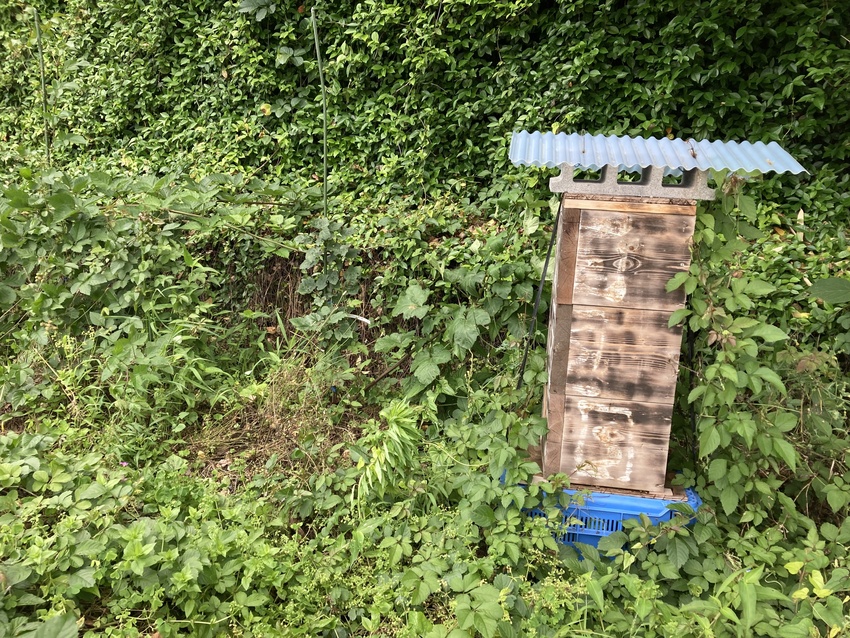 日本ミツバチの巣箱設置のコツ